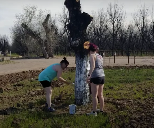 PAINTING THE TREES WHITE