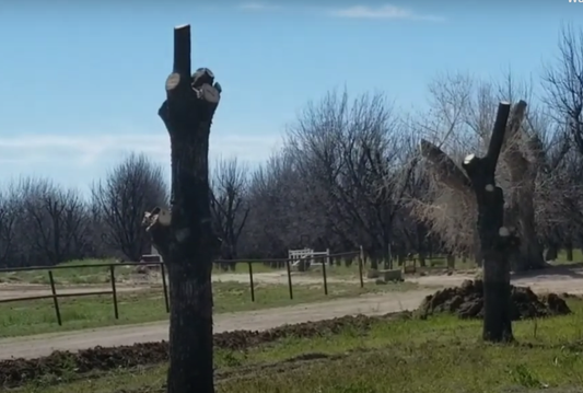 POLING PECAN TREES TO MOVE