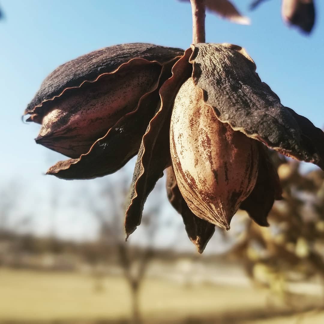 fresh off the branch